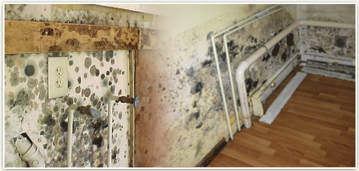 Mold Remediation Services