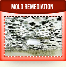 Mold Remediation